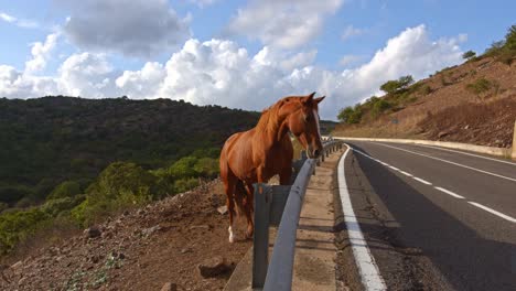 Majestic-brown-horse-looking-over-protection-fence-on-highway-side,-handheld-view