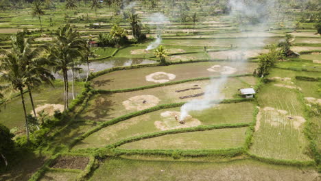 Rice-Farmlands-In-Asia---aerial-shot
