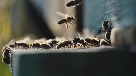 Bee-work-on-beehive-entrance
