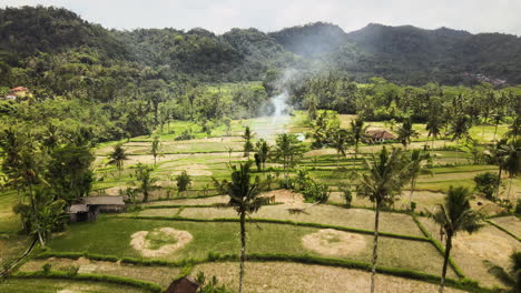 Coconut-Trees-In-The-Rice-Fields-With-Smoke-Coming-Out-From-Burning-Of-Dry-Rice-Straw