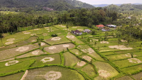 Scenic-View-Of-Rice-Fields-In-Asia---aerial-shot