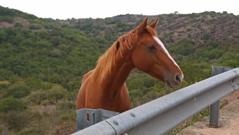 Beautiful-brown-stallion-looking-over-protection-fence-near-highway-side,-handheld-view