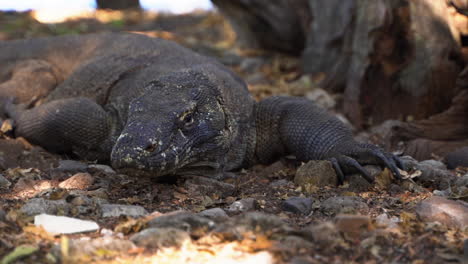Komodo-Dragon-Is-The-Biggest-Living-Lizard-In-The-World-Found-In-An-Island-In-Indonesia---close-up
