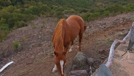 Brown-stallion-walking-on-slope-side-near-roadside,-handheld-view