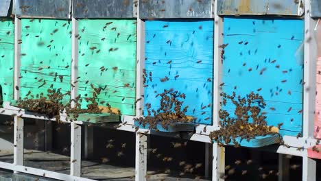Swarm-of-bees-in-the-way-to-apiary