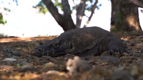 Large-Reptilian-Komodo-Dragon-Endemic-On-Bali-Islands-In-Indonesia