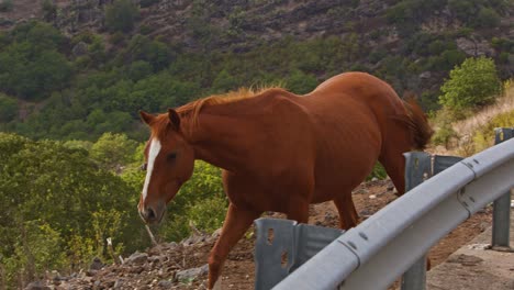 Majestic-brown-stallion-walking-near-highway-side,-handheld-view