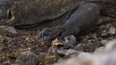 Komodo-Dragon-Foot-With-Claws-While-Resting-On-Wilds-In-Bali,-Indonesia