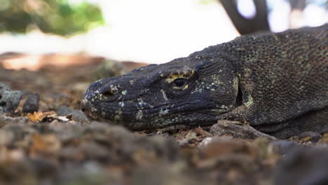 Portrait-Of-Komodo-Dragon-Lizard-Resting-On-Forest-Komodo-Island,-Indonesia
