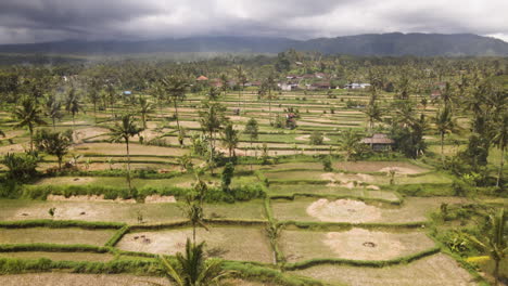 Panoramic-View-Of-Agricultural-Fields-With-Coconut-Trees-And-Rural-Houses-On-A-Sunny-Day