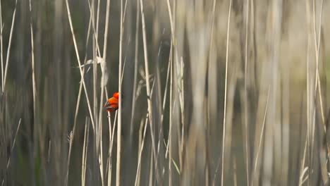 A-Southern-Red-Bishop-bird-flying-from-one-reed-to-another-on-a-summers-day