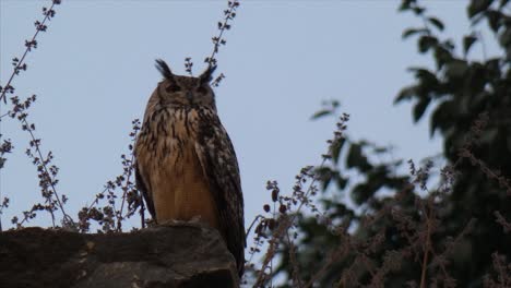 Long-Earred-Owl-Bird-.-mp4