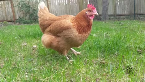 Miss-Poppit-the-pet-chicken-scratching-for-worms-and-bugs-in-the-back-yard