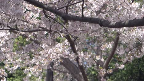 Close-up-and-slow-motion-of-cherry-blossoms-in-Washington,-DC