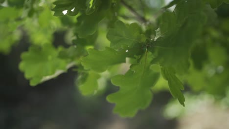 Close-up-shot-of-beautiful-green-leaves-blowing-in-the-calm-wind