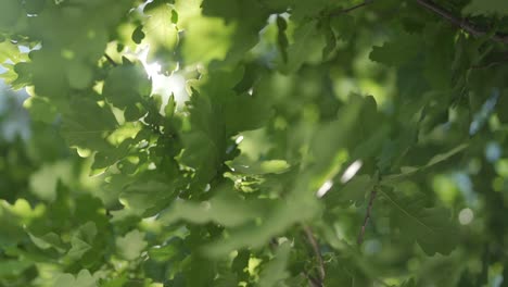 Slow-motion-shot-of-sunlight-shinning-through-luscious-green-leaves-as-the-move-in-the-wind