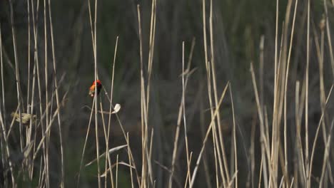 A-Southern-Red-Bishop-bird-flying-from-one-reed-to-another