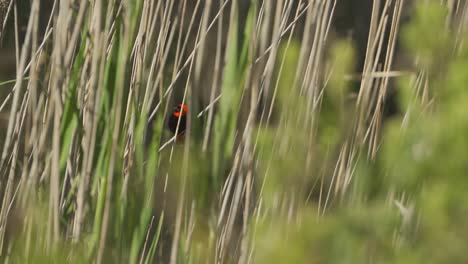 Wide-shot-of-a-Southern-Red-Bishop-bird-sitting-on-reeds-by-a-river-on-a-sunny-day