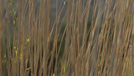 Close-up-shot-of-reeds-blowing-in-the-wind-on-a-summers-day