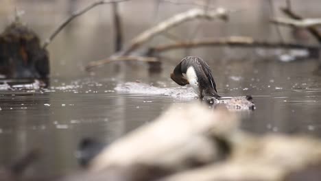 Female-hooded-merganser-preening-on-a-log-in-the-water