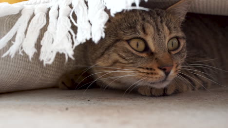 Gorgeous-cat-with-big-yellow-eyes-is-hiding-under-a-carpet