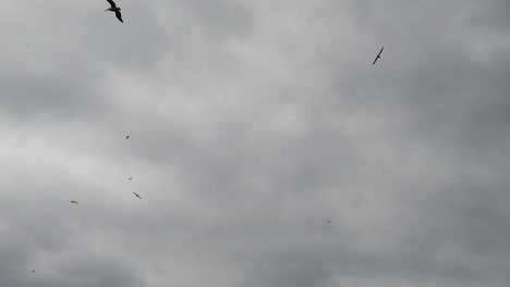 Slow-motion-video-of-several-species-of-birds-including-Pelicans-and-Seagulls-flying