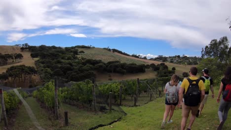 Walking-through-rows-of-grapes-at-a-vineyard-in-New-Zealand-on-Waiheke-Island