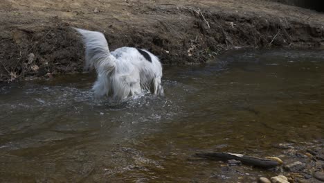 White-furry-dog-playing-in-a-creek-and-drainage-pipe