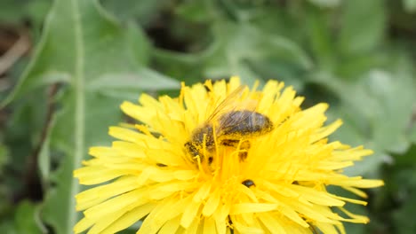 Close-up-shot-of-a-bee-sucking-nectar-out-of-a-dandelion-next-to-some-small-bugs