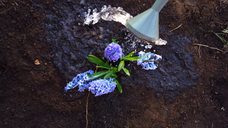 Watering-with-a-watering-can-recently-planted-lilac-flowers-in-a-recently-dug-garden