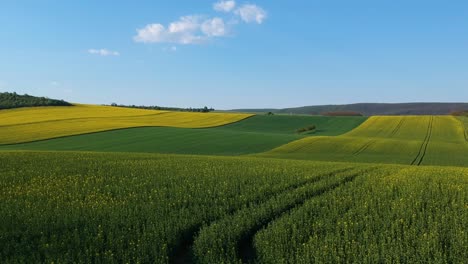 Drone-shot-of-rapeseed-plantation,-flying-closely-above-the-blossoms,-then-ascending-to-a-high-altitude,-getting-a-wide-shot-of-the-hilly-field