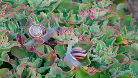 Snails-moving-across-red-and-green-plant-life