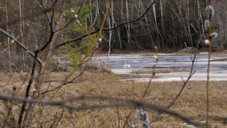 swimming-swan-in-pond-with-melting-ice,-cygnus-olor,-spring-in-Finland,-static-long-shot