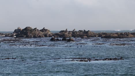 Seals-on-rocks-in-the-Pacific-Ocean