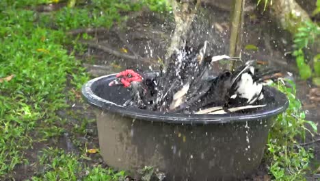 Male-muscovy-duck-splashing-water-while-washing-and-swimming-in-black-tub