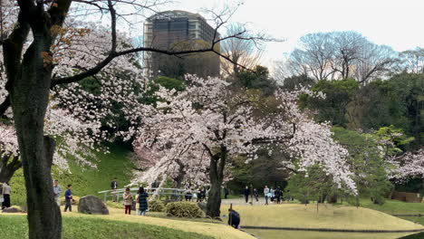 Panoramic-of-cherry-trees-fully-with-pink-blossoms-and-people-walking-around-the-lake-of-Koishikawa-Botanical-Garden