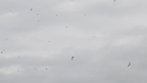 A-flock-of-birds-fly-around-on-an-overcast-day