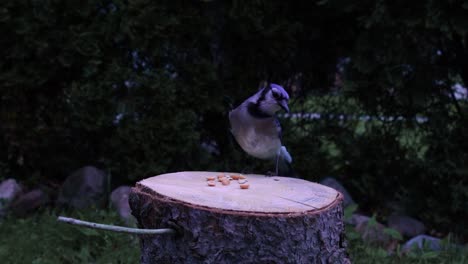 A-happy-little-blue-jay-lands-on-a-log-and-eats-a-peanut-in-slow-motion