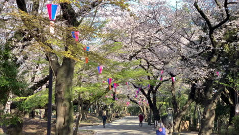 Menschen-Gehen-Spazieren-Und-Fotografieren,-Während-Fuchsiafarbene-Kirschblüten-Auf-Die-Pfade-Des-Asukayama-Parks-Fallen