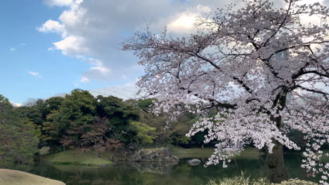 Flores-De-Cerezo-Fucsias-En-Un-Lago-A-Orillas-Del-Jardín-Botánico-Koishikawa
