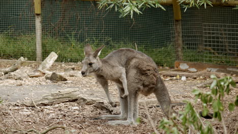Wallaby-De-Cuello-Rojo-Australiano-En-Un-Santuario-De-Vida-Salvaje-Victoriano