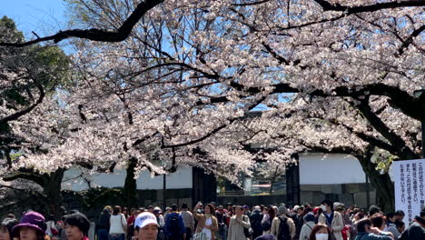 Menschen-Im-Chidorigafuchi-Park-Um-Fuchsiafarbene-Kirschblüten-Vor-Dem-Kaiserpalasteingang