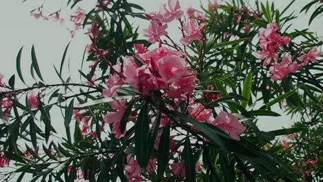 Oleander-flowers-are-beautiful-but-are-poison