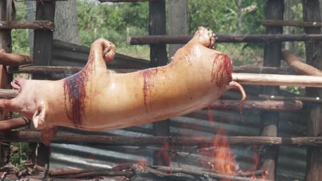 A-slider-shot-of-a-pig-roasting-on-a-spit-over-a-fire