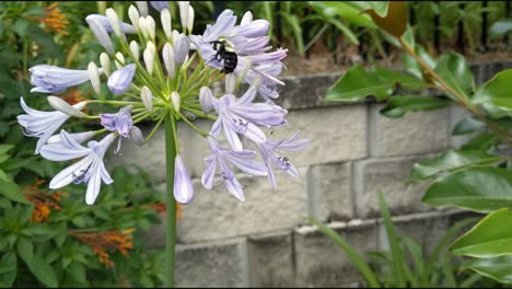 Eine-Hummel,-Die-Eine-Gruppe-Lila-Violetter-Blüten-Bestäubt