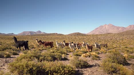 Group-of-beautiful-Llamas-in-the-highlands-of-Atacama-Desert,-Chile,-South-America
