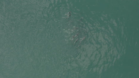 Eine-Herde-Delfine-In-Vleesbaai-Western-Cape-Südafrika-Gesehen