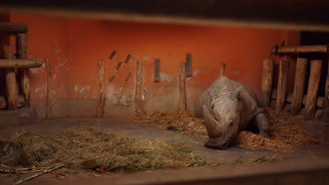 Rinoceronte-Somnoliento-Durmiendo-Una-Siesta-Y-Acostándose