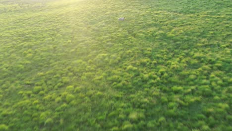An-aerial-view-of-grassy-fields-at-sunset