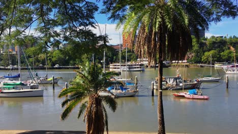 Lovely-view-through-the-palm-trees-towards-the-Brisbane-River,-as-the-famous-River-Queen-paddle-boat-cruises-by